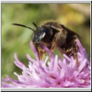 Lasioglossum leucozonium - Furchenbiene 03.jpg